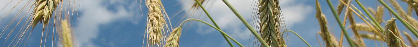 Image Header